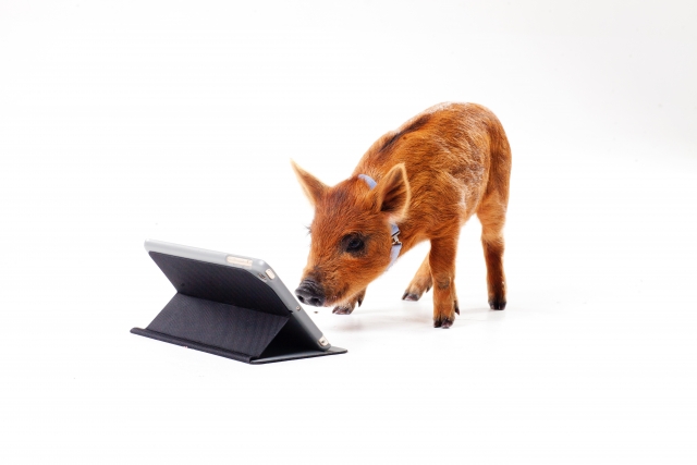 ネットで検索する猫